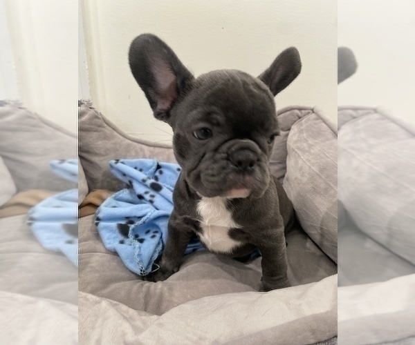 Medium Photo #4 French Bulldog Puppy For Sale in NEW MILFORD, CT, USA