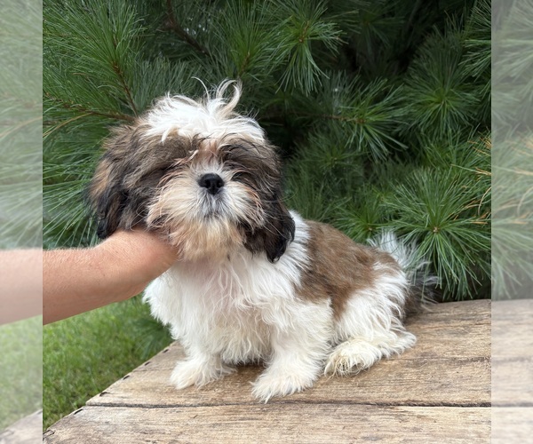Medium Photo #3 Shih Tzu Puppy For Sale in MIDDLEBURY, IN, USA