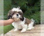 Small #2 Shih Tzu