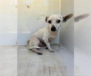 Chihuahua-Unknown Mix Dogs for adoption in Houston, TX, USA