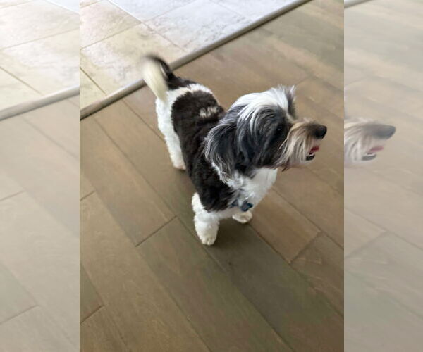 Medium Photo #4 Havanese Puppy For Sale in Gulfport, MI, USA