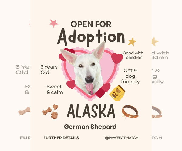 Medium Photo #4 Australian Shepherd-white german shepherd Mix Puppy For Sale in Holly Springs, NC, USA