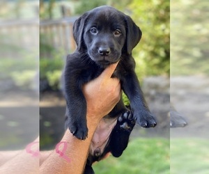 Labrador Retriever Puppy for sale in ALOHA, OR, USA