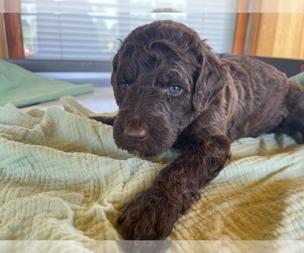 Medium Photo #1 Poodle (Standard) Puppy For Sale in KOKOMO, IN, USA
