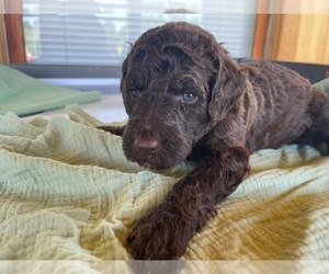 Medium Poodle (Standard)