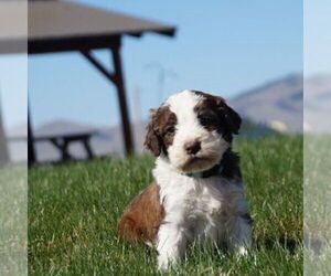 Poodle (Standard)-Springerdoodle Mix Puppy for sale in SAINT IGNATIUS, MT, USA