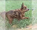 Small #2 Mutt