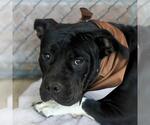 BELLE - Female American Staffordshire Terrier-Unknown Mix Dog for Adoption - Small photo