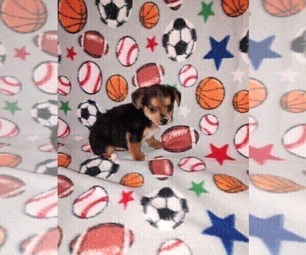 Medium Photo #10 YorkiePoo Puppy For Sale in LAPEER, MI, USA