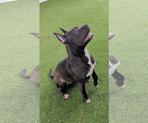 Medium Photo #24 Mutt Puppy For Sale in Pompano Beach , FL, USA