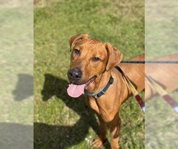 Medium Photo #1 Doberman Pinscher-Vizsla Mix Puppy For Sale in Fort Lauderdale, FL, USA