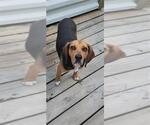Small #5 Beagle