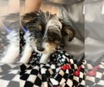 Small #9 Shorkie Tzu