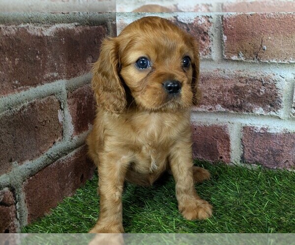 Medium Photo #4 Cavalier King Charles Spaniel Puppy For Sale in MOBERLY, MO, USA