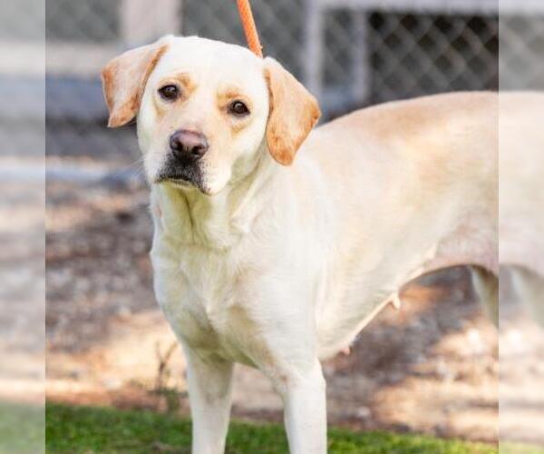 Medium Photo #1 Labrador Retriever-Unknown Mix Puppy For Sale in Camarillo, CA, USA