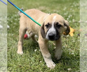 Labrador Retriever Dogs for adoption in Yardley, PA, USA