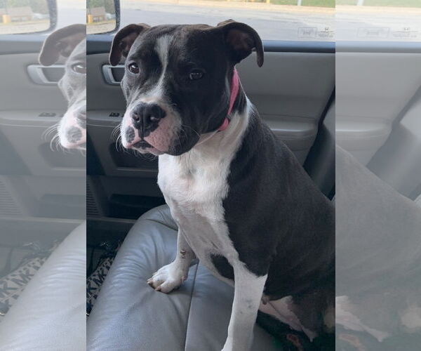 Medium Photo #4 American Pit Bull Terrier Puppy For Sale in Rockaway, NJ, USA