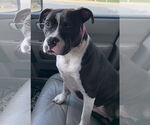 Small #3 American Pit Bull Terrier