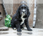 Small Photo #7 Cocker Spaniel Puppy For Sale in SHREVE, OH, USA