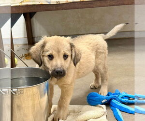 Woody - Female Anatolian Shepherd-Golden Retriever Mix Dog for Adoption - Photo #2