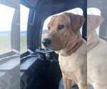 Small #8 Labrador Retriever