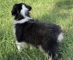 Small #6 Miniature American Shepherd