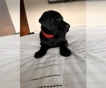 Small #11 Golden Labrador