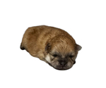 Small #5 Pomeranian