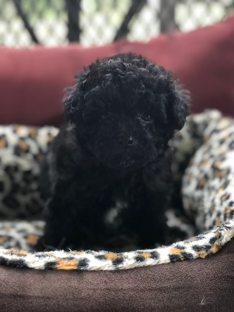 Medium Photo #1 Poodle (Toy) Puppy For Sale in CHIPLEY, FL, USA