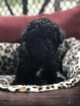 Small Photo #1 Poodle (Toy) Puppy For Sale in CHIPLEY, FL, USA