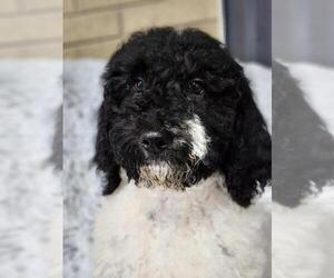 Poodle (Standard) Puppy for sale in ROANOKE, IL, USA