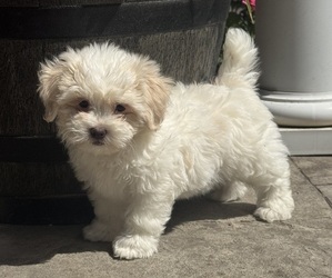 Zuchon Puppy for sale in CANOGA, NY, USA