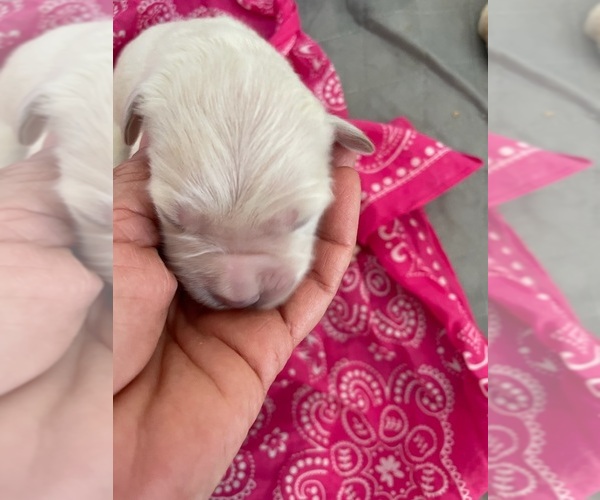 Medium Photo #6 English Cream Golden Retriever Puppy For Sale in COULTERVILLE, CA, USA