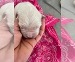 Small #5 English Cream Golden Retriever