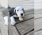 Small Photo #13 Great Dane-Sheepadoodle Mix Puppy For Sale in EGG HARBOR CITY, NJ, USA
