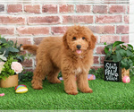 Small #4 Goldendoodle