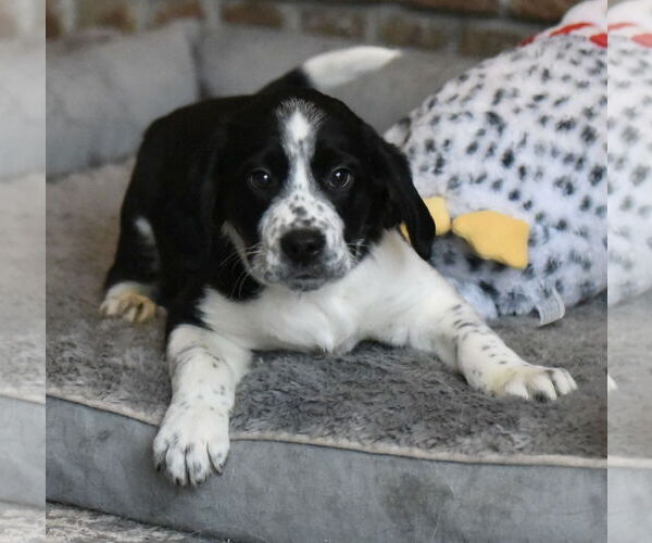 Medium Photo #1 Beagle-Border Collie Mix Puppy For Sale in Mechanicsburg, PA, USA