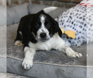 Beagle-Border Collie Mix Dogs for adoption in Mechanicsburg, PA, USA