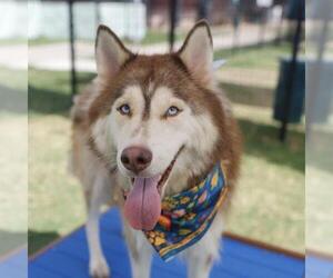 Siberian Husky-Unknown Mix Dogs for adoption in San Antonio, TX, USA