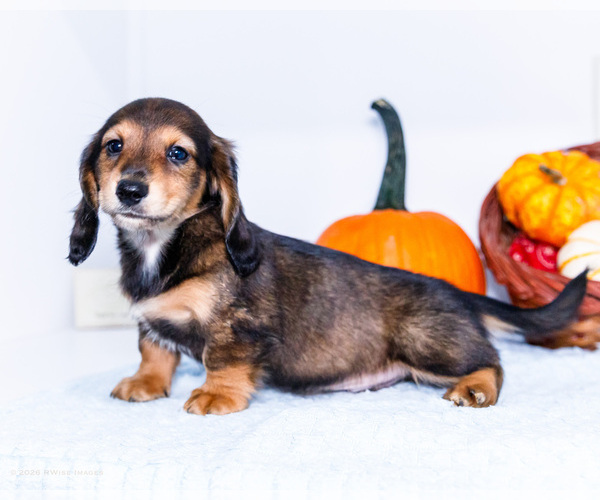 Medium Photo #4 Dachshund Puppy For Sale in WAKARUSA, IN, USA