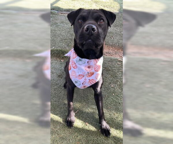 Medium Photo #2 Labrador Retriever-Unknown Mix Puppy For Sale in Ventura, CA, USA