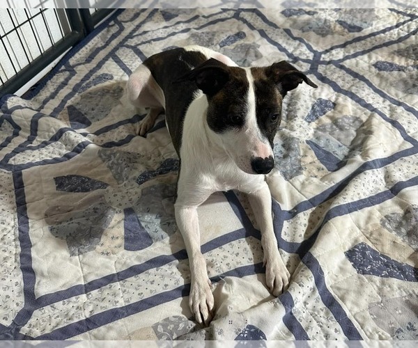 Medium Photo #1 Jack-Rat Terrier Puppy For Sale in Jackson Township, NJ, USA