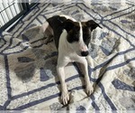 Small Jack-Rat Terrier