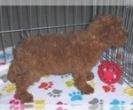 Small Photo #6 Poodle (Miniature) Puppy For Sale in ORO VALLEY, AZ, USA