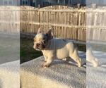 Small Photo #3 French Bulldog Puppy For Sale in WEST COLUMBIA, SC, USA