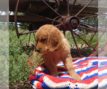 Puppy Titan Golden Retriever