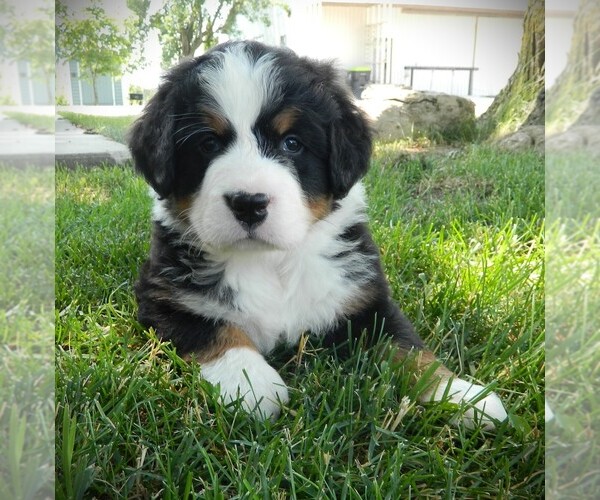 Medium Photo #18 Bernese Mountain Dog Puppy For Sale in CLARE, MI, USA