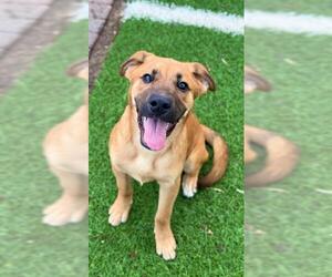 Black Mouth Cur Dogs for adoption in Sugar Land, TX, USA