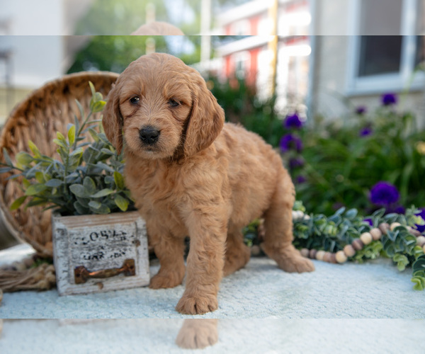Medium Photo #2 Goldendoodle Puppy For Sale in KIRKWOOD, PA, USA
