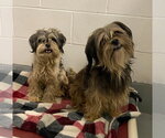 Small #2 Shih Tzu
